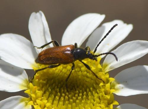 Pseudovadonia livida